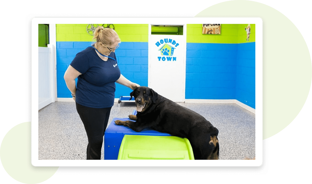 Doggy Daycare - Hounds Town Franchise