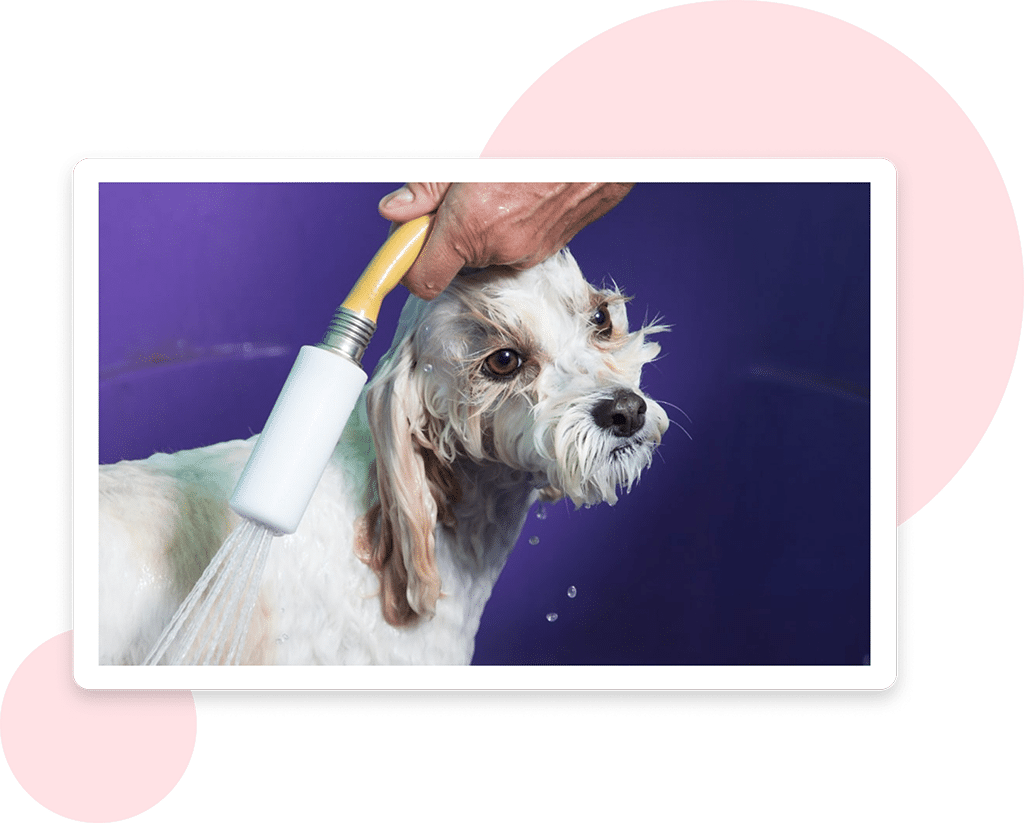 Pet Grooming - Hounds Town Franchise